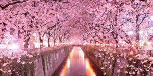 Giappone Sakura