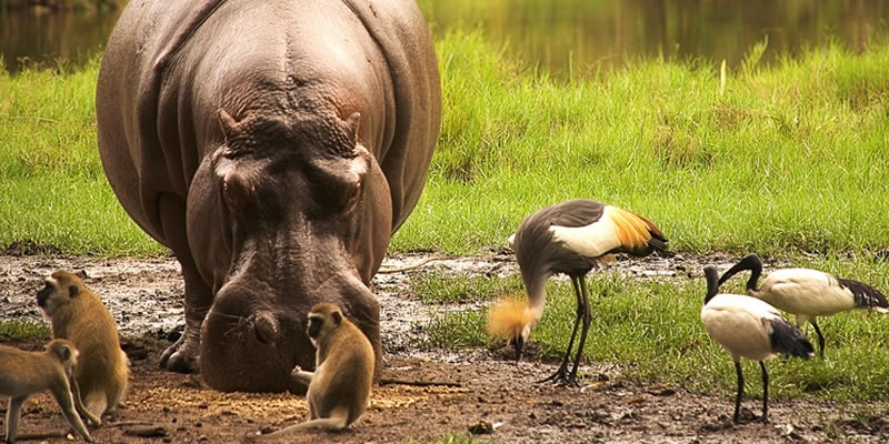 Safari Amboseli Special